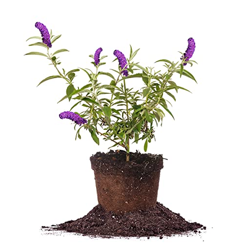 PERFECT PLANTS Black Knight Butterfly Shrub 1 Gallon | Live Bush for Outdoor Planting | Attracting Pollinators Like Butterflies, Bees, and Hummingbirds | Beautiful Dark Purple Flowers in Summer