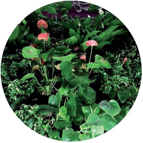 Underworld - Vinyl release thumbnail