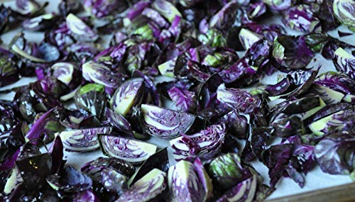 3 Live 2-4\" inch Seedlings Falstaf RED Brussels Sprouts Keeps Color! Rare