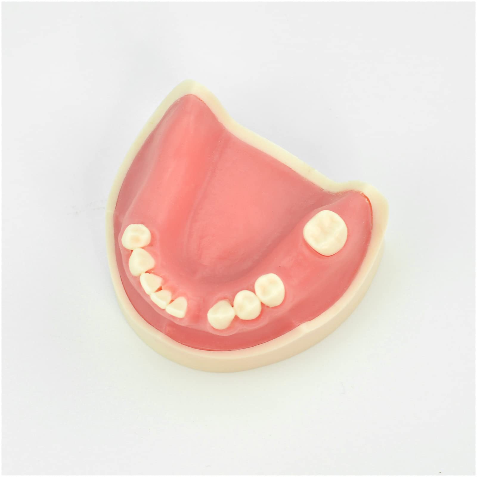Model szczęki żuchwy implantologicznej, model do nauki, anatomiczny model zębów, silikonowy model szwu do materiałów do ćwiczeń dentystycznych, do nauki, Gdisplay