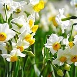 Bulbo De Narciso-Narcisos Flores,Narcisos Flores Naturales Bulbo,Narciso Planta,Narciso Bulbo,Flores Ornamentales,Hardy Perenne-10Bulbos-e