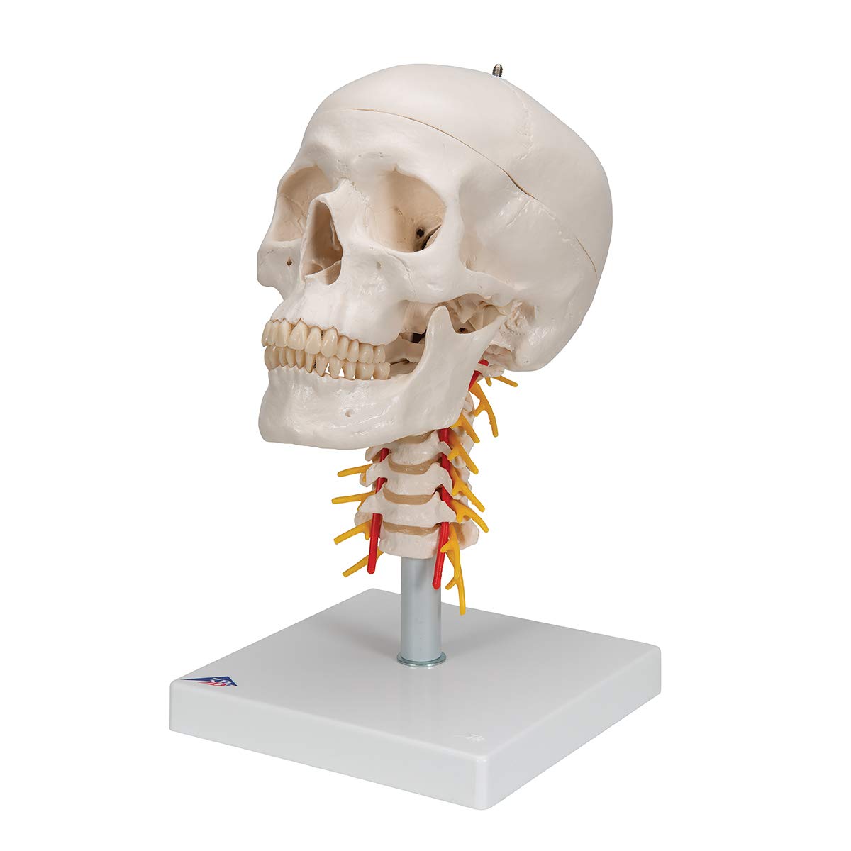 3B Scientific A20/1 Classic Skull on Cervical Spine 4-part - 3B Smart Anatomy
