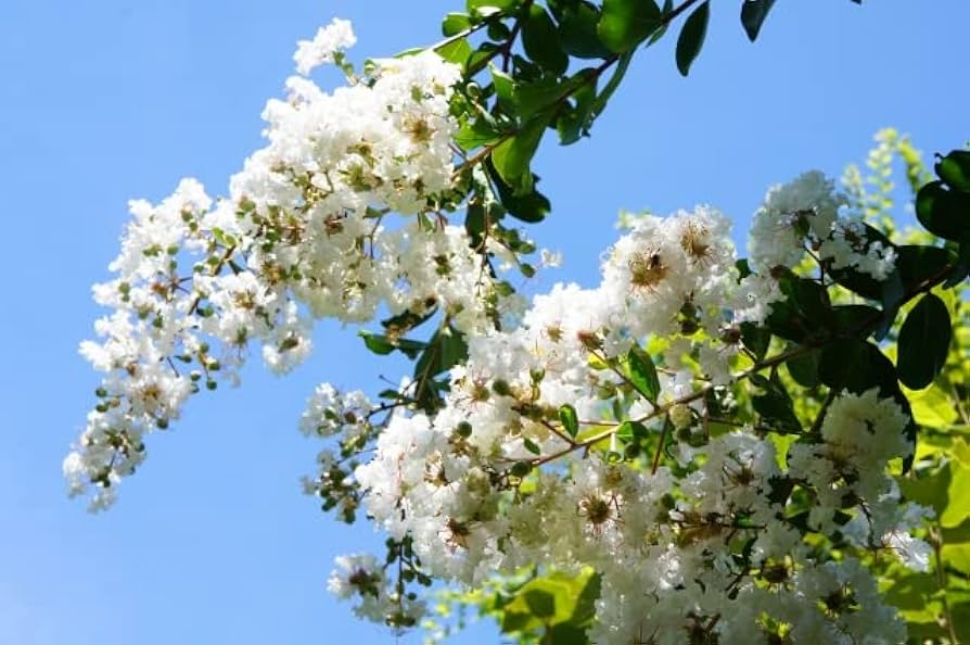 サルスベリ　百日紅　植木　白 51HtqPI6eiL._UF894,1000_QL80_.jpg