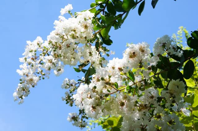 Amazon.co.jp: サルスベリ 苗木 白 15cmポット 苗 ガーデニング