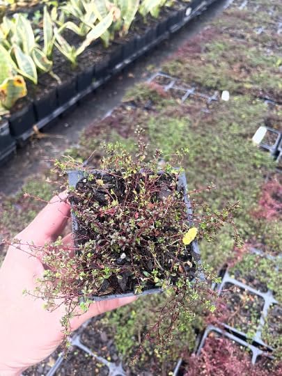 Red Creeping Thyme- Thyme Coccineus- One Plant Per 3.5" Pot (5)