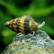 Medaka Kaido Killer Snail, 5