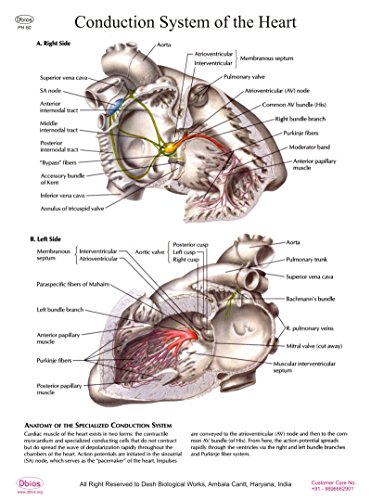 Dbios Stampa digitale sistema di conduzione del