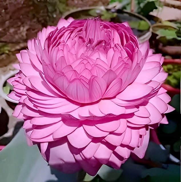 SEILOZBUNIA Big Hybrid Water Lily Orginal Variety Ultimated Thousand Petal Lotus Live Plant (TUBER Root) Guarante Blooming 35 Days For Outdoor & Indoor Plant(1000 Petal)