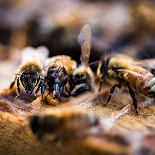 Tasmanian Honey Company Tasmanian | Meadow Honey | 350G | Unfiltered | Raw | Bio-Active Compounds | Product Of Australia | Iconic Metal Can | #TOP1