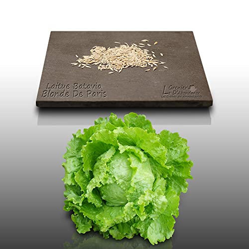 500 graines à semer - Le Grenier d'Abondance - LAITUE BATAVIA Blonde de Paris - Lactuca sativa