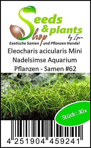 Stk - 30x Eleocharis acicularis Mini Nadelsimse Aquarium Pflanzen - Samen #62 - Seeds Plants Shop Samenbank Pfullingen Patrik Ipsa - Image 5