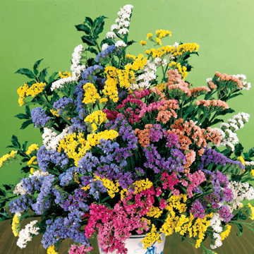 LIVOX Static Pacific Mixed Rainy Season Flower Seed for Home Gardening Plant Seed, 10 Seeds per Package (B0D4ZJNWMD) Amazon Price History, Amazon Price Tracker