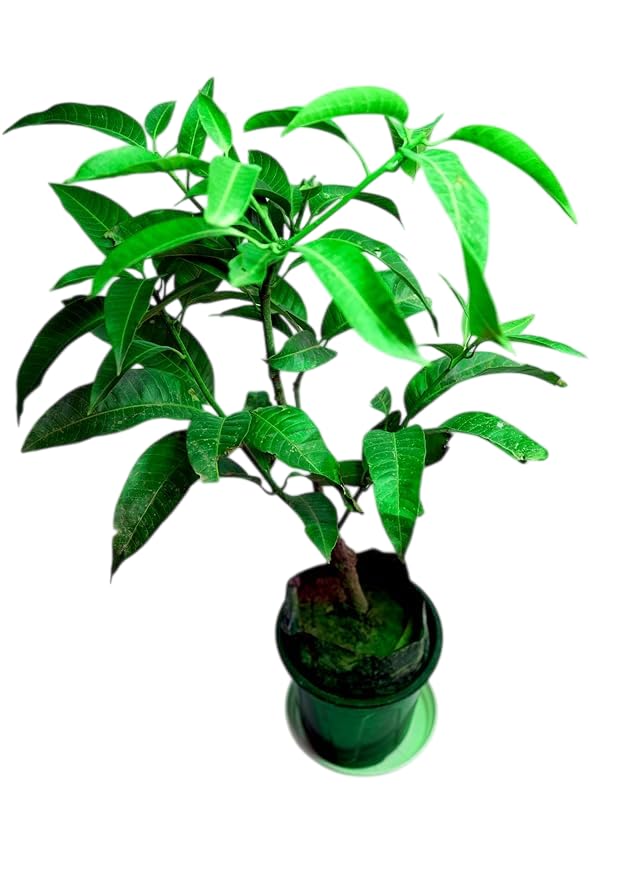 Image of Mallika Mango Grafted Hybrid Live Plant - 1.5 Ft. Mangoes Tree Ideal for Home Gardening Growing Small Spaces