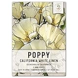 Seed Needs, White Linen California Poppy Seeds - 2,000 Seeds for Planting Eschscholzia californica - Open Pollinated & Untreated Wildflowers for Growing a Butterfly Garden (1 Pack)