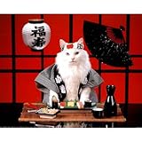Sushi Cat (Japanese) Photo Print Poster Mini Poster Mini Poster Print, 20x16