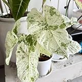 Oreja de elefante Tubérculos Resistentes - Oreja de elefante Rizoma para Jardín, Ideal para plantar-6tubérculos-A