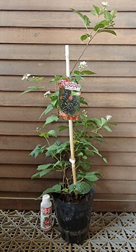 まいさま専用　ブラックベリー苗 24本　トゲなし　抜き苗 Amazon | トゲナシブラックベリー（ソーンフリー） 《果樹苗》 | 果物