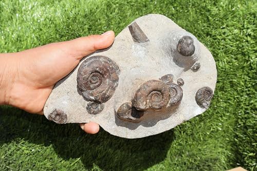 Image of Natural Platyclymenia & Gonitites & Orthoceras Plate ammonites Fossil Moroccan Fossil A115