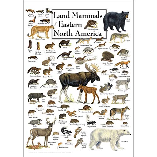 Poster mammifères de l’Est d’Amérique du Nord décos murales nature et faune sauvage