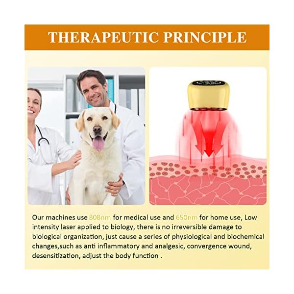Cold Laser Therapy for Dogs - Effective Pain Relief
