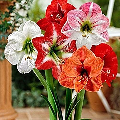Kraft Seeds by 10CLUB Amaryllis Lilly Flower Bulbs (2 Bulbs) (B01B5TN3TY) Amazon Price History, Amazon Price Tracker