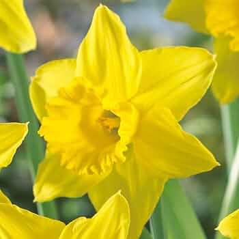 Amazon.co.jp: 水仙 球根 タマラ 2球 ラッパ咲き スイセン 秋植え