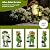 twinbling Solar Frog Garden Decor with Lantern Outdoor Statue for Patio Pathway Frog Figurine for Yard Decoration Lawn Ornament Gardening Gifts for Women Mom Grandma