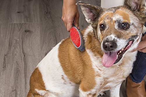Evriholder FURemover Duo, 2-Sided Lint Brush, Dog Multi-Brush, Lint Brush for Couch and Clothes, Rubber-Like Lint Brush is Dual-Sided for Pet Grooming and Lint/Hair Removal, Colors May Vary