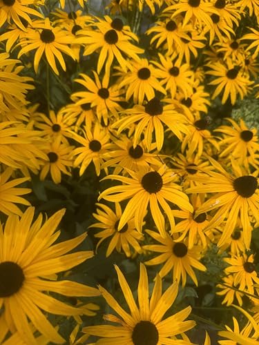 Generisch Gelber Sonnenhut Rudbeckia Fulgida Samen, 30 Stück, Winterhart, Hohe Keimrate, für Outdoor-Gärten, Teilsonne, bis 70 cm Wuchshöhe,...
