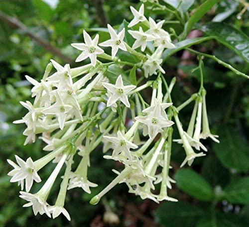 Night Blooming Jasmine Live Plant 2" Pot - Fragrant Well
