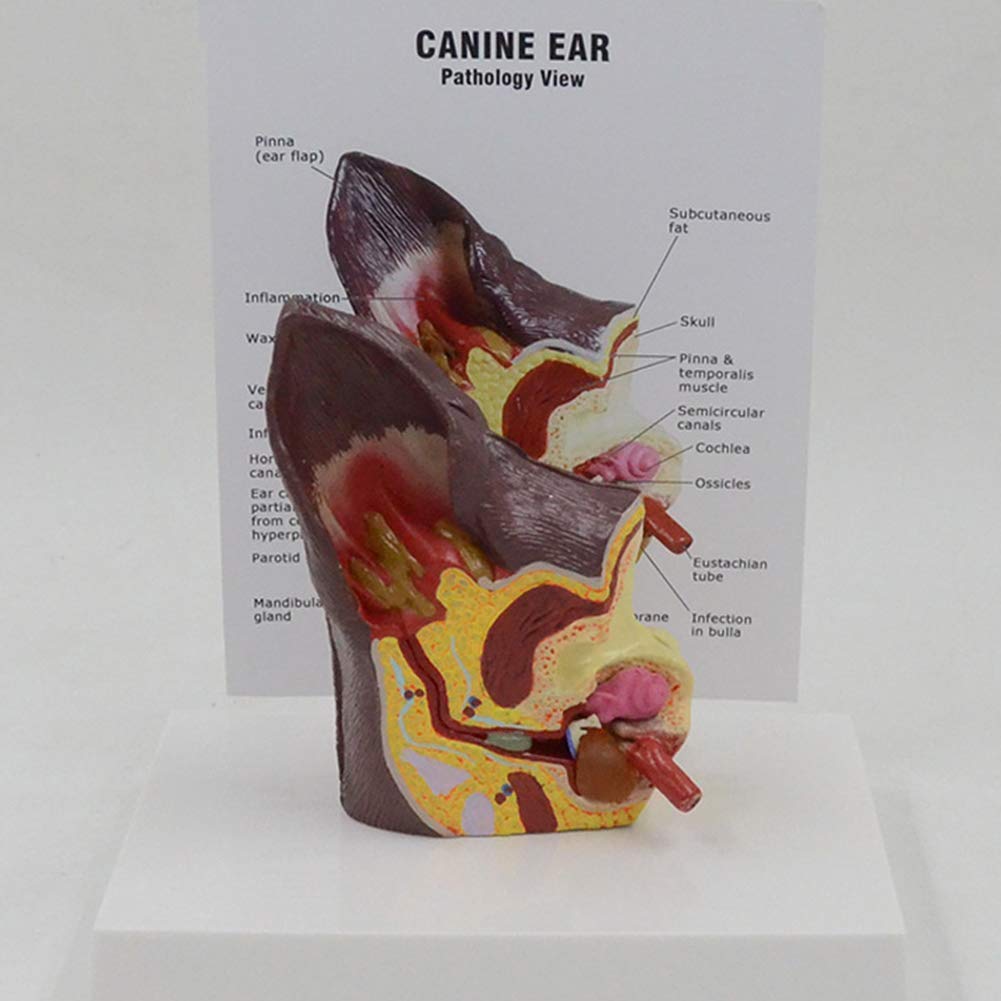 Anatomía de la Oreja de Perro Modelo de Equipo Veterinario Familiar