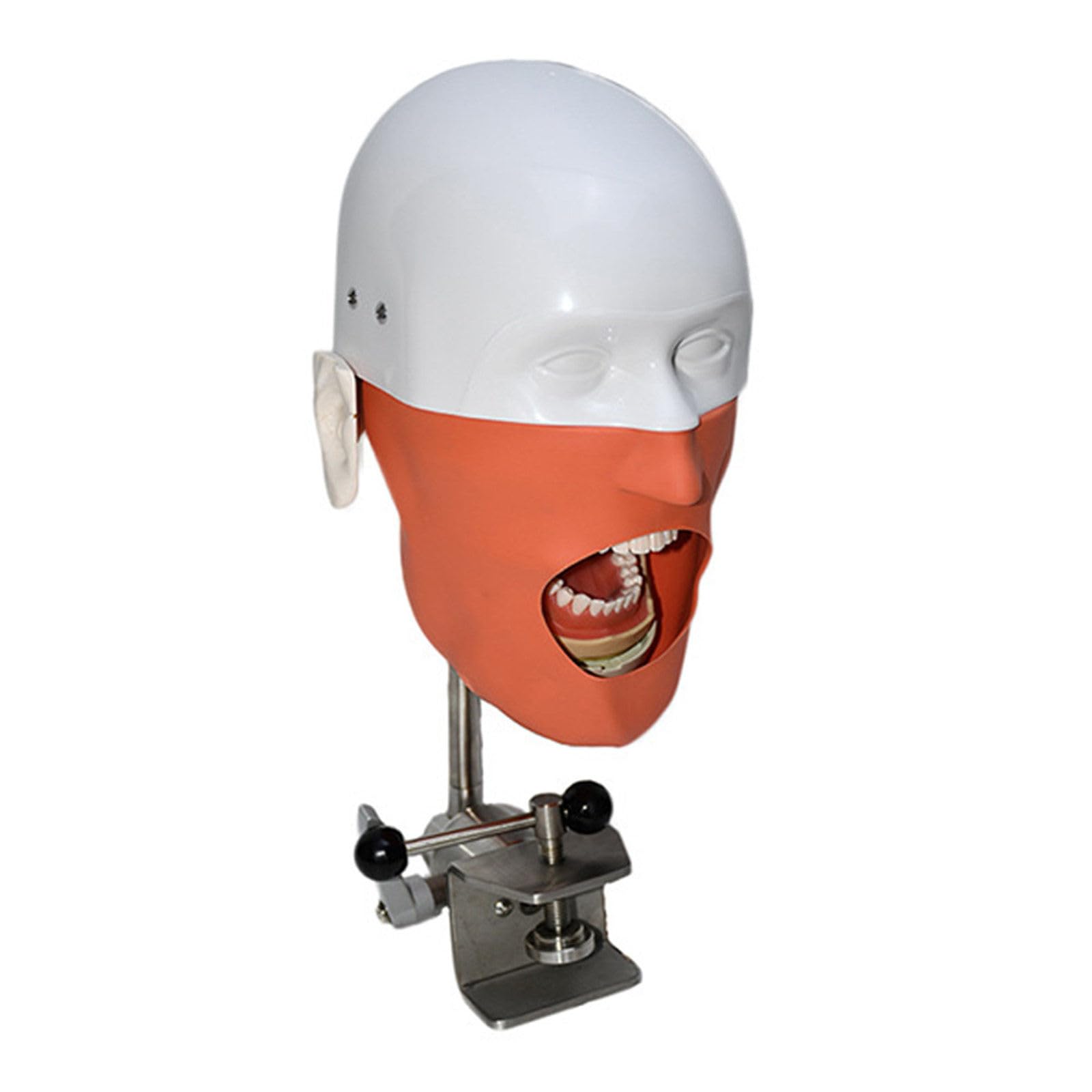 Modello Di Testa Di Phantom Dentale, Simulatore Dentale Phantom Head Training Per Dentisti Assistenti Dentali Pratica Dentista Insegnamento Modello Di Pratica, Con Montaggio Su Banco,Sicuro E Inodore