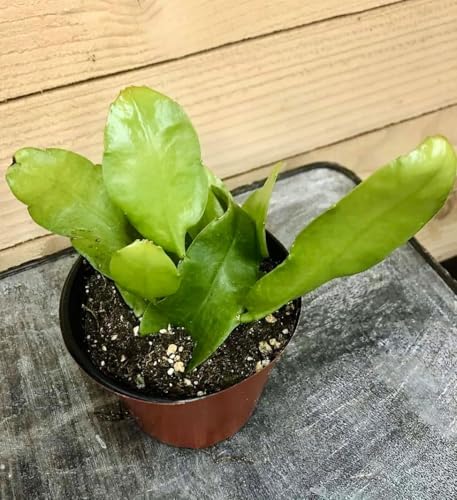 Queen of The Night Cactus, Epiphyllum Oxypetalum Orchid Cactus, Live