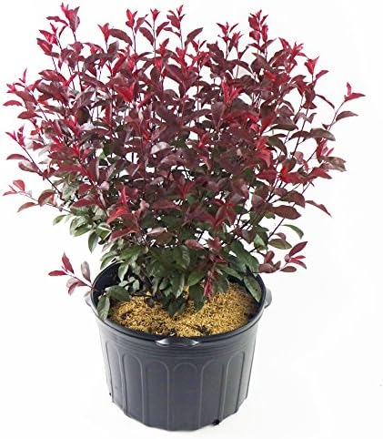 Prunus cistena (Purpleleaf Sandcherry) Shrub, #3 - Size Container