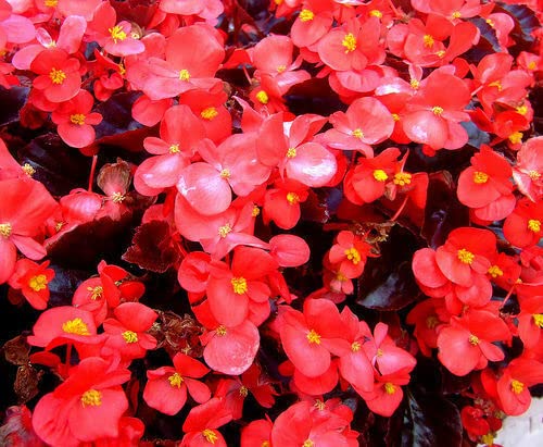 12 grani BEGONIA FIBREUX ROUGE (Begonia Semperflorens) X185 CIRE GRAINES DE BEGONIA