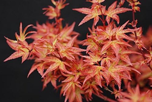 Otaha Dwarf Japanese Maple- Very Vigorous 3 - Year Live Plant
