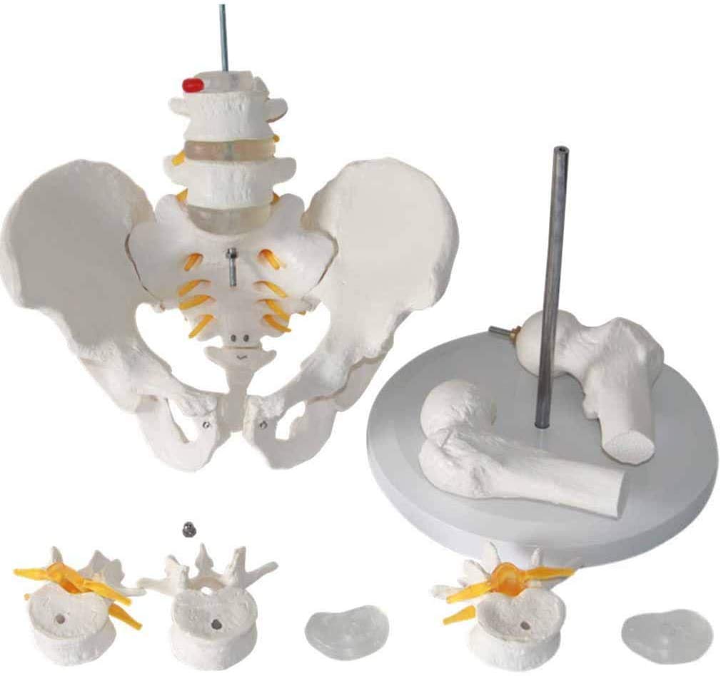 Spina Luminosa con pelvico - - Modello pelvico anatomico Medico - Monouso - Modello con la Colonna vertebrale - Peridi Studio