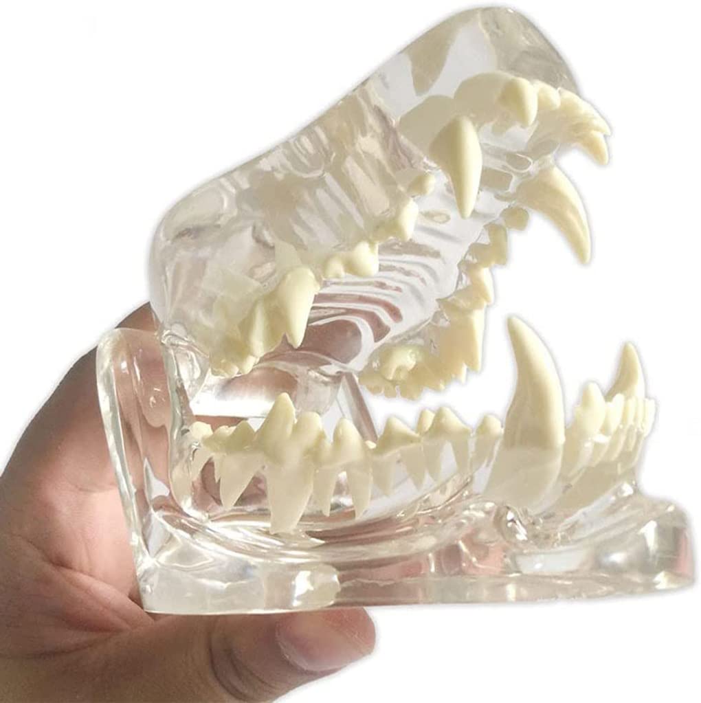 Model zębów psa, anatomiczny przezroczysty pies dentystyczny czaszka szczęka, zwierzę ustne zwierzę domowe weterynaryjne narzędzie do nauczania