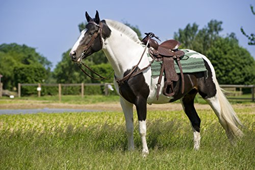 RANDOL'S Abbaye Notre-Dame de Topeka de Selle Western, Mixte, 800078, Havana, 13-inch