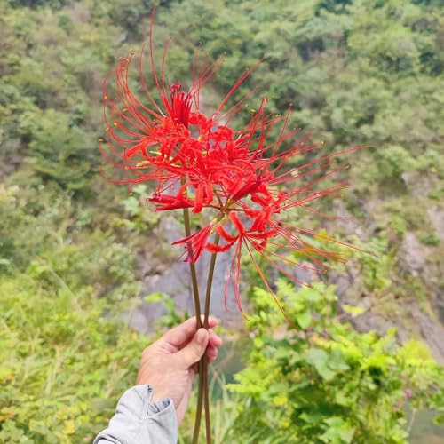4 pz Lycoris Radiata - Cipolla Fiore Sanguigno Decorazione Soggiorno Pianta Bulbi a fioritura primaverile bulbi di giglio di ragno, Cipolle Piante da balcone Cipolle a fioritura primaverile