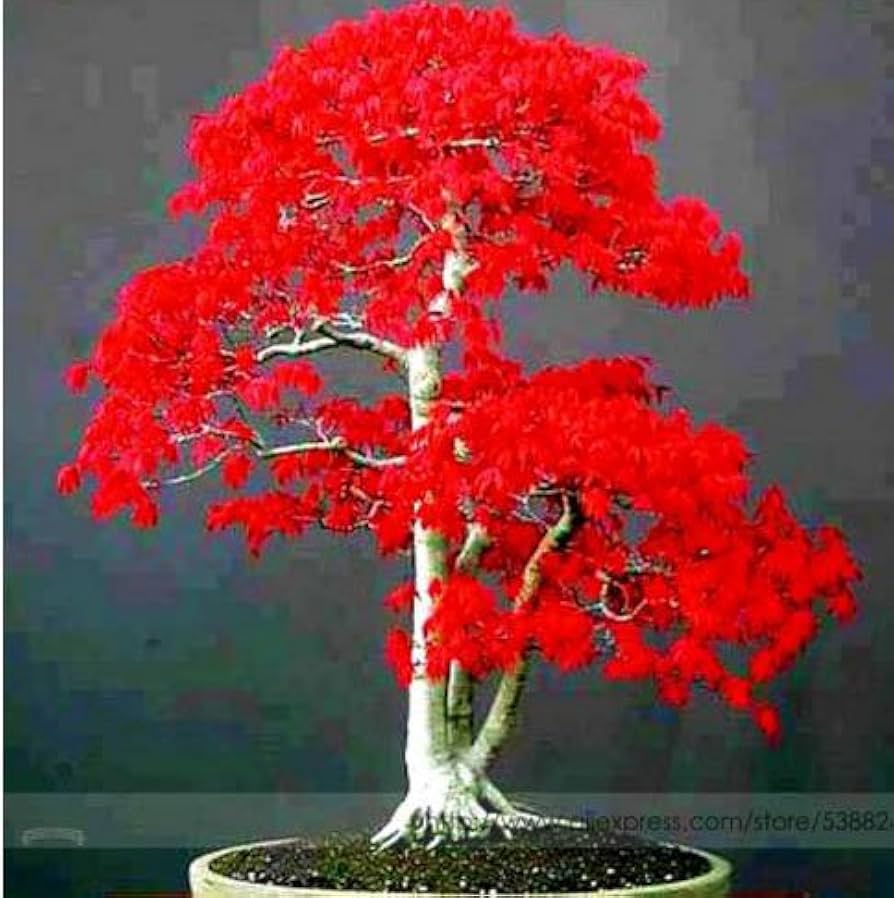 Amazon.com : 100% True Japanese Red Maple Bonsai Tree Cheap