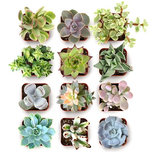 Shop Succulents Everything Mini Succulent Plant Pack Live Mini Succulent Plants Assorted Colorful Mix Easy Care Houseplants Gardening Terrariums Gifts & Party Favors 2 Pots