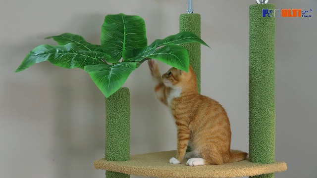 PET 6cm×5m 82cm/loop 猫猫狗狗 Amazon.com : PEQULTI Tall Cat Tree Floor to Ceiling Cat