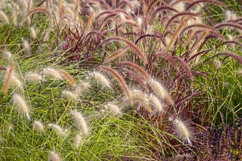 RP Seeds Annual Ornamental Grasses Seed Mix - 1g (Approx. 100-150 Seeds)