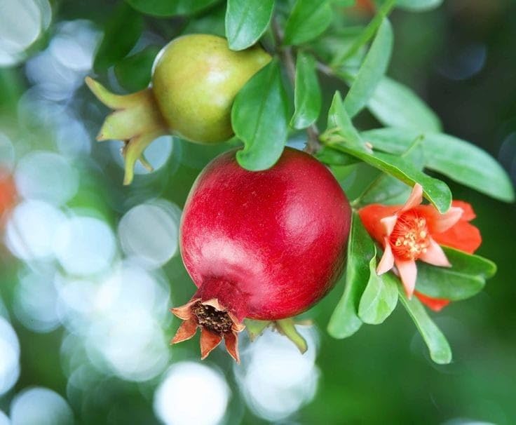 GreenWorld Sweet Red Dalim,Anar Plant (Super Bhagwa Variety,Guti Kalam) Healthy Pomegrantes,Bedana Live Plant,Fruit After 1 Year (B0CCQLX9LD) Amazon Price History, Amazon Price Tracker