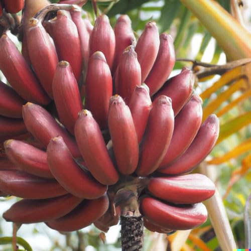 Banana Fruit Seeds Red 50pcs