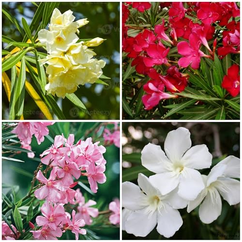 Graines de fleurs de laurier-rose 100pcs mélangées