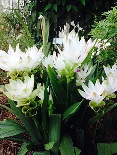 Radha Krishna Agriculture® Curcuma alismatifolia, commonly called Siam tulip Curcuma Flower Bulbs For Home Gardening Planting (White, Pack Of 3 Bulbs)-image-21