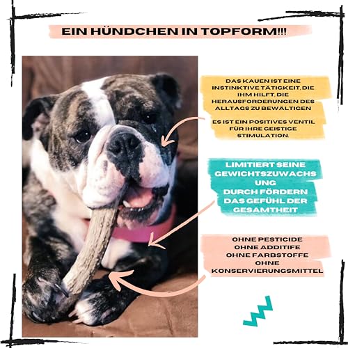Hirschgeweih für Hunde | Größe L Hunde von 20 bis 30 Kg | Natürliche Zahnreinigung | Langanhaltender Kauspaß | 100% Natürliche Mineralienquelle | Stressabbau | Futtermittelunverträglichkeiten