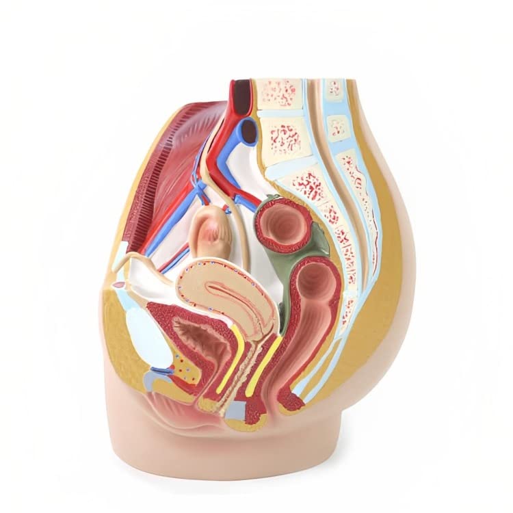 Vansh Enterprise FEMALE REPRODUCTIVE SYSTEM Model/Female Reproductive System Realistic Model